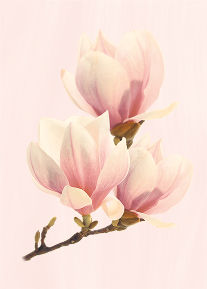 Агата Декор 250*350 розовый сортовой (1*15) ВКЗ (Волгоград)