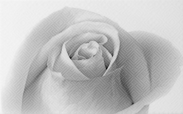 Камелия черная 01 Декор 250*400 (1*13) Шахтинская плитка